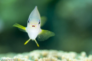 Singing Damsel by John Parker 